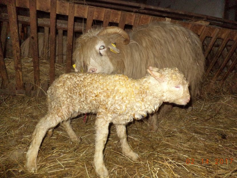  - Productia De Miei 2017