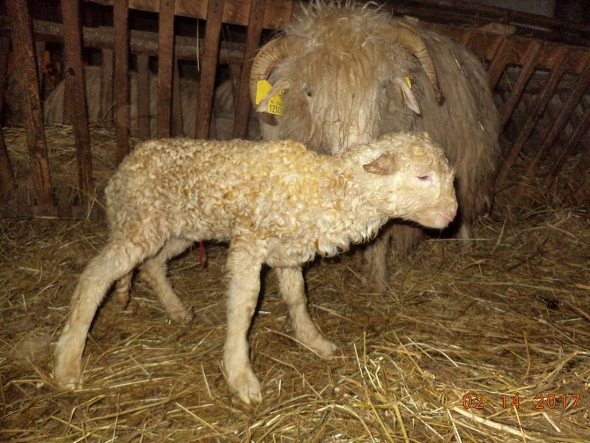  - Productia De Miei 2017