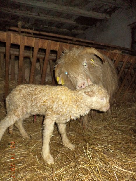  - Productia De Miei 2017