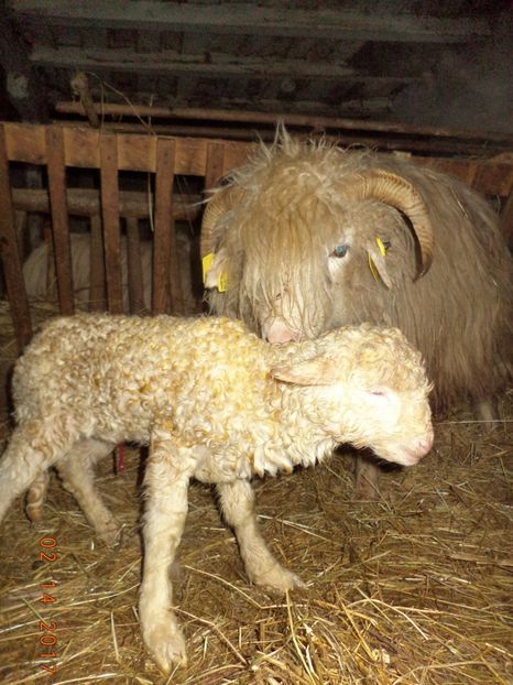  - Productia De Miei 2017