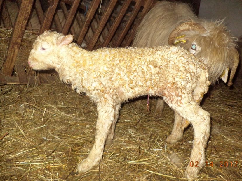  - Productia De Miei 2017