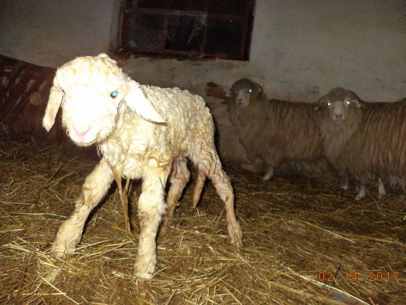  - Productia De Miei 2017