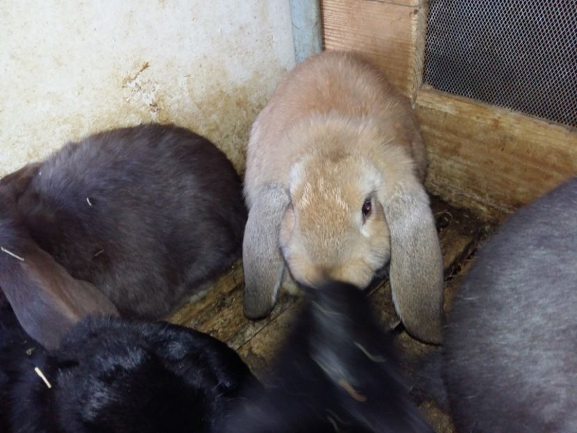 Femelută - CUIB 13 DEC-2016