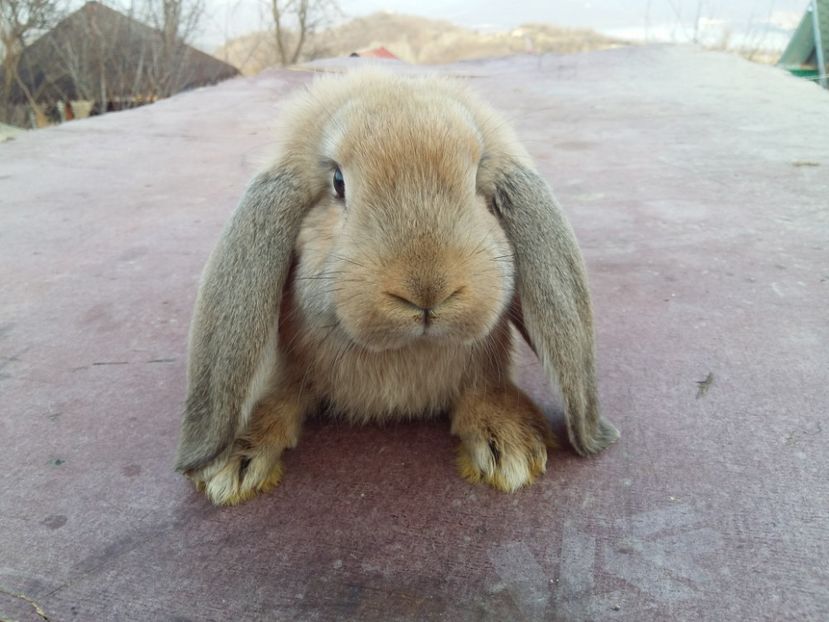 Femelută - CUIB 13 DEC-2016