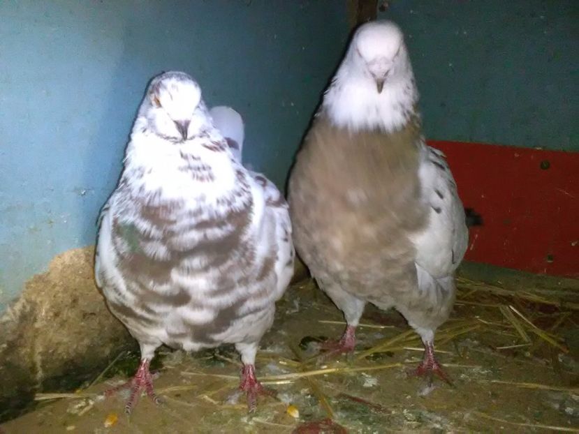 Vinduti - Porumbei vanduti