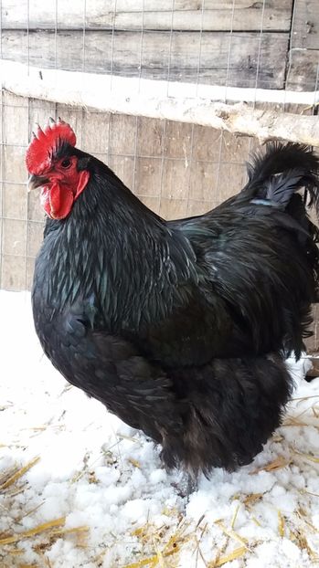  - Orpington negru