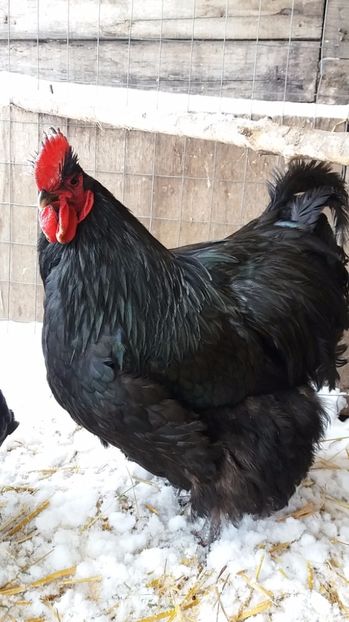  - Orpington negru