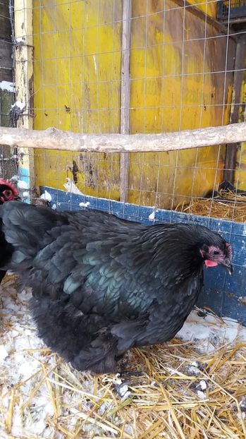 - Orpington negru