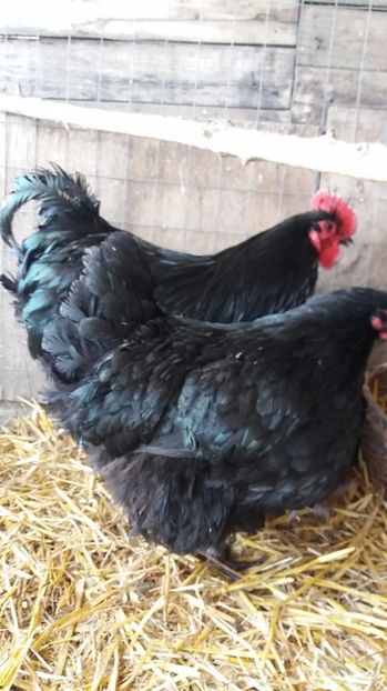  - Orpington negru