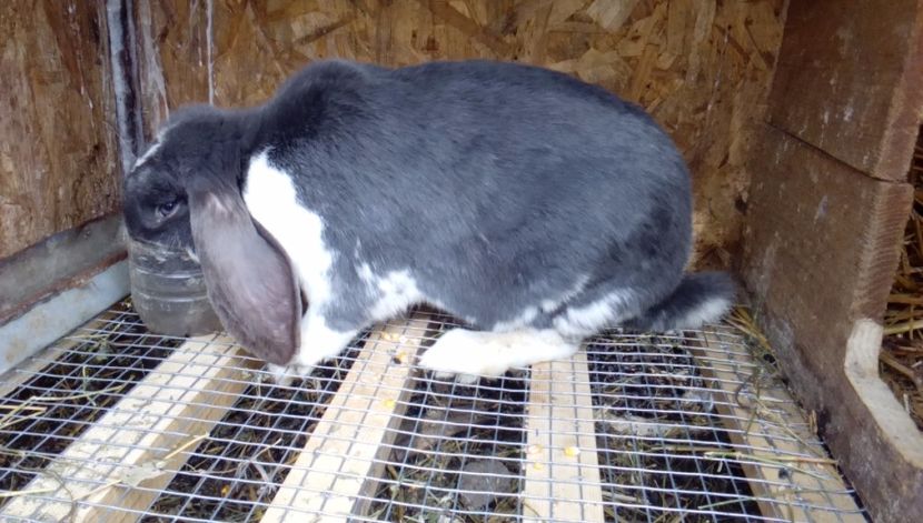  - Femele inainte de fatare