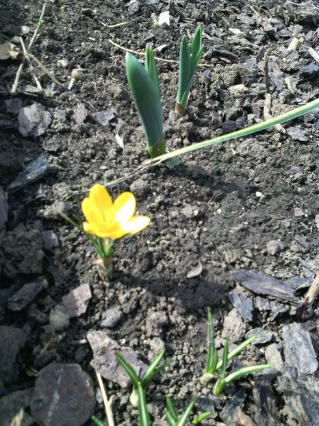  - 01-Flori din curtea mea 2017