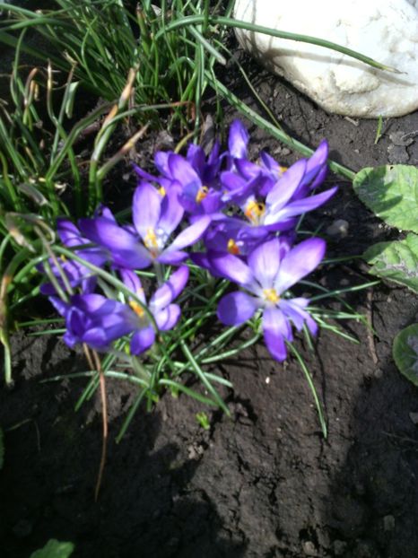  - 01-Flori din curtea mea 2017