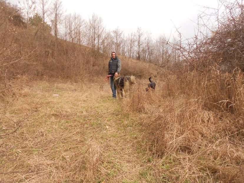  - Boyka Ciobanesc Caucazian video