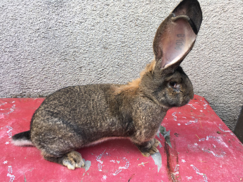 Mama:B 104 2665(F11) Knappe,22cm urechi - Fatari 2017