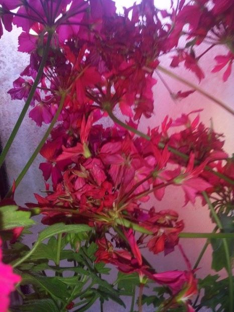 stelate - COLECTIE MUSCATE STELATE