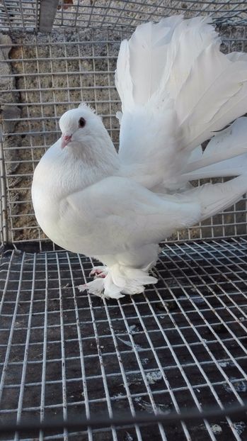  - Pentru Porumbeialbisimulemans