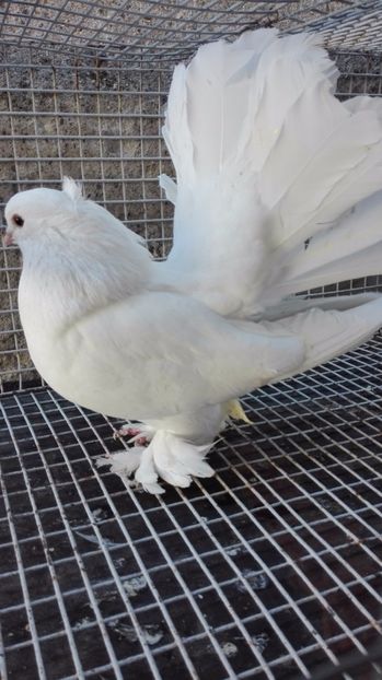  - Pentru Porumbeialbisimulemans