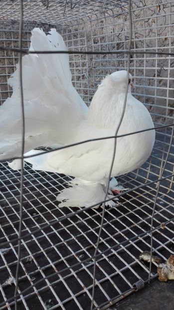  - Pentru Porumbeialbisimulemans