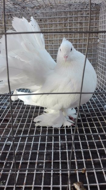  - Pentru Porumbeialbisimulemans