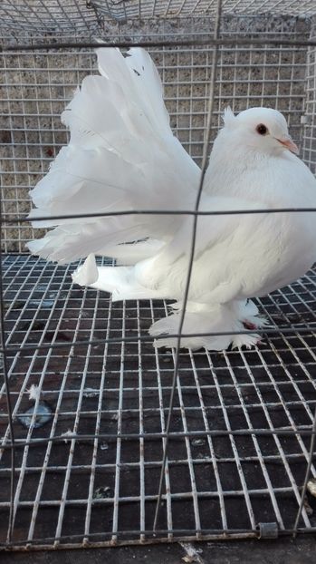  - Pentru Porumbeialbisimulemans