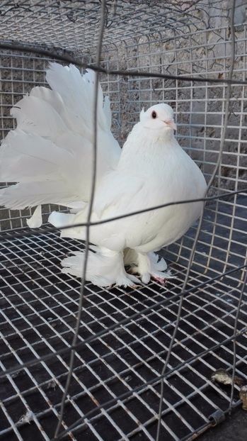  - Pentru Porumbeialbisimulemans