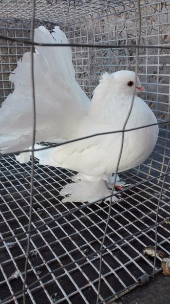  - Pentru Porumbeialbisimulemans