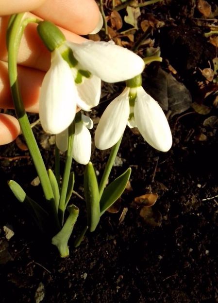 de cand ii astept... - FLORI 2018