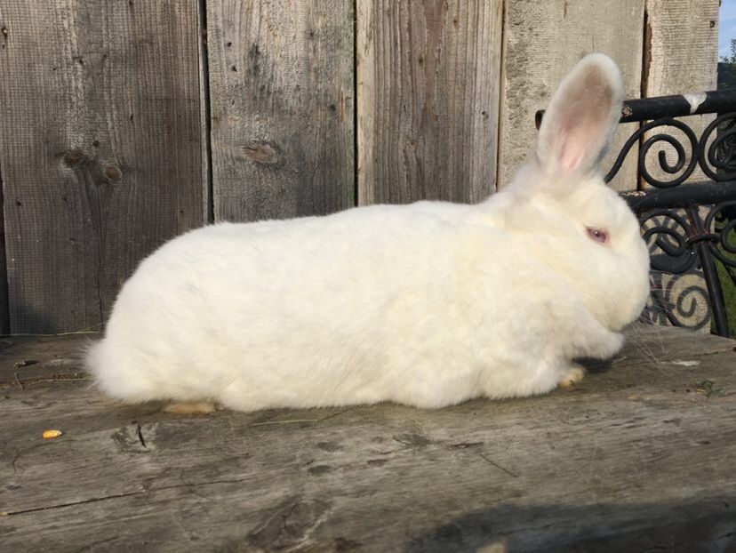  - Femela 01 de vanzare