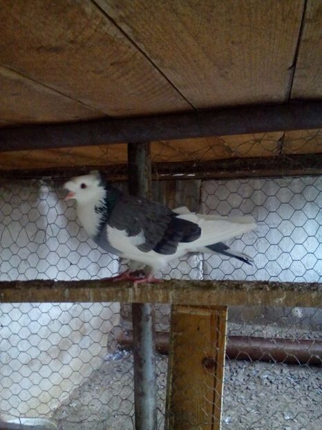 2 - urias de salonta