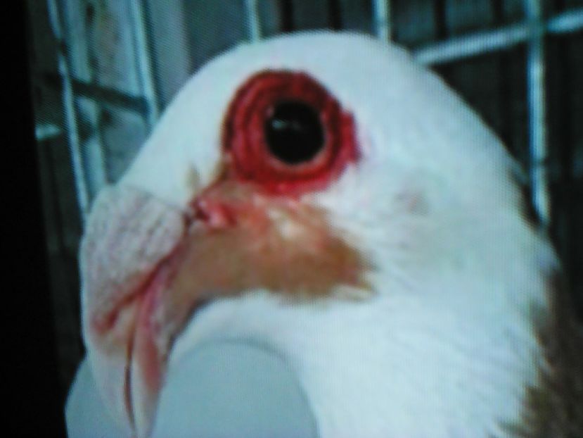  - VOIAJORI DE FRUMUSETE BAGDETI INDIENI GERMANII