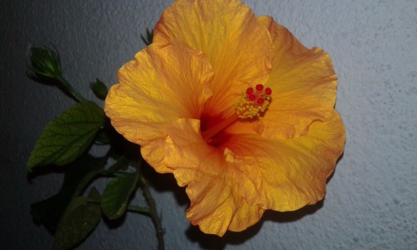  - HIBISCUS 2017