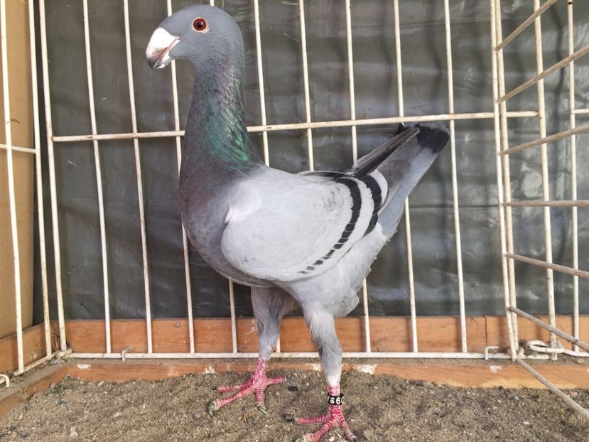 F2016 D - Germani de frumusete Femele 2017