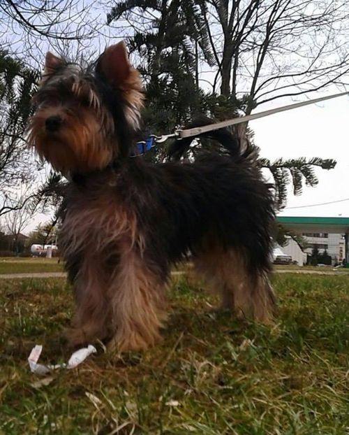 Yorkshire terrier - Yorkshire terrier