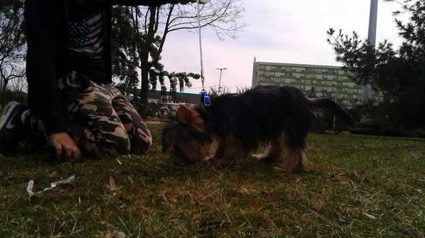 Yorkshire Terrier - Yorkshire terrier