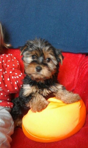 Yorkshire Terrier - Yorkshire terrier