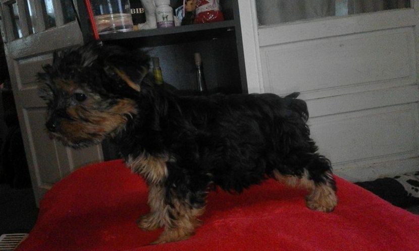 Yorkshire Terrier - Yorkshire terrier