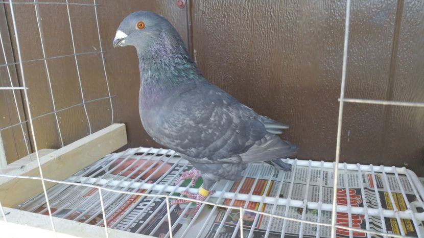 F RO 2016 1163 - Vanzare porumbei AGH maturi