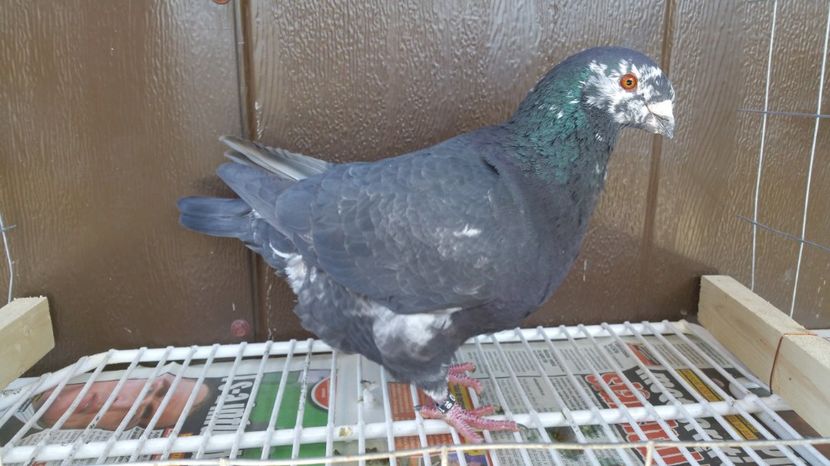 M RO 2016 1154 - Vanzare porumbei AGH maturi