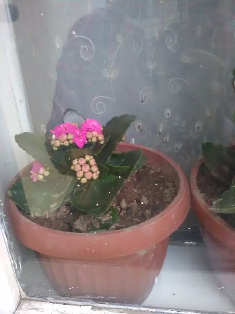  - flori primavara 2017