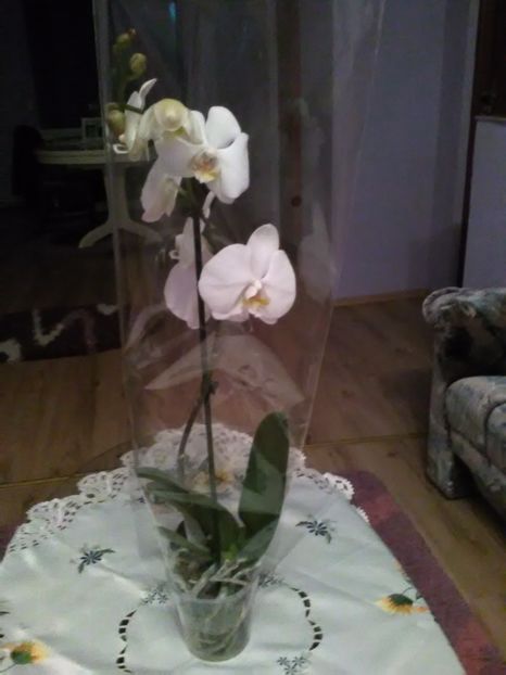  - flori primavara 2017