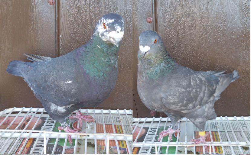 PERECHE 150 LEI - Vanzare porumbei AGH maturi