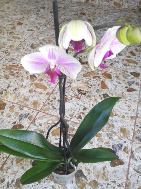  - Ma- m dus sa cumpar paine 2017