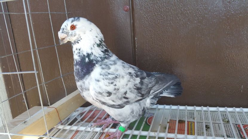 M RO 2016 1139 - Vanzare porumbei AGH maturi