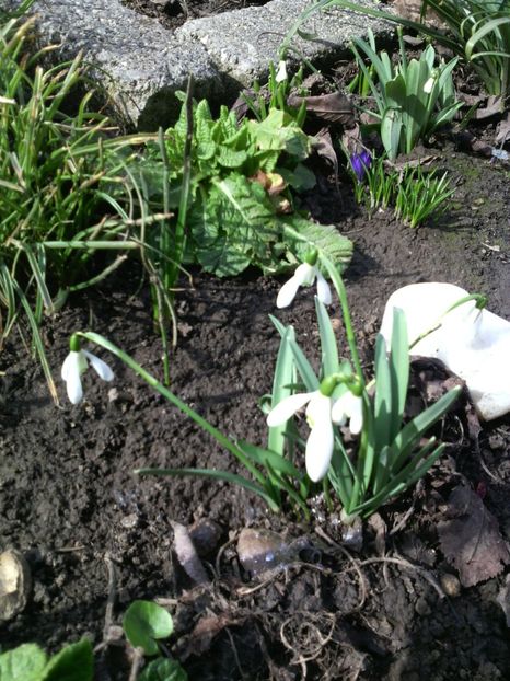  - 01-Flori din curtea mea 2017