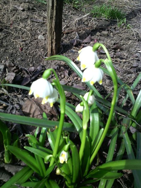  - 01-Flori din curtea mea 2017