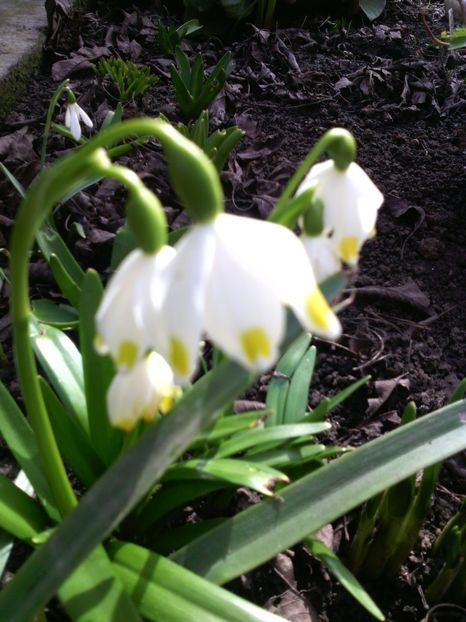 leucojun - 01-Flori din curtea mea 2017