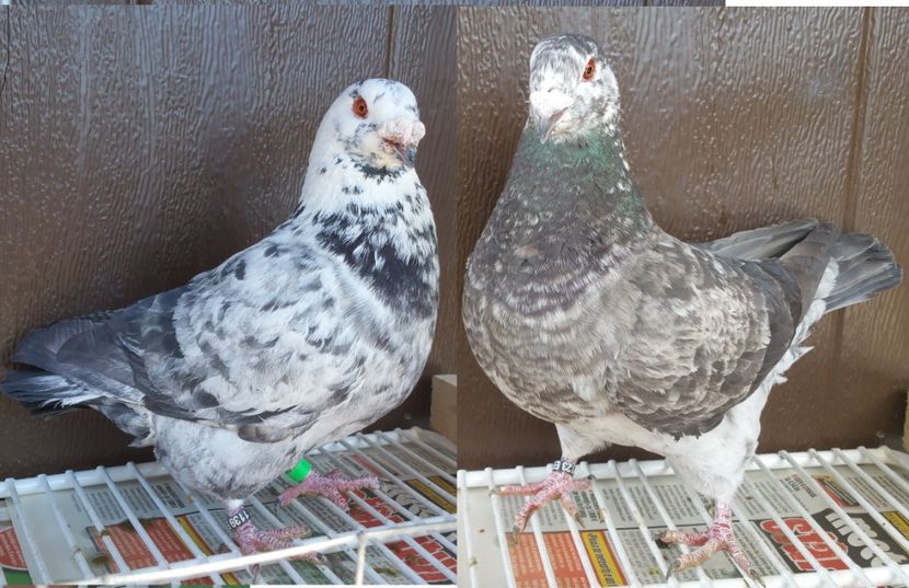 PERECHE 150 LEI - Vanzare porumbei AGH maturi