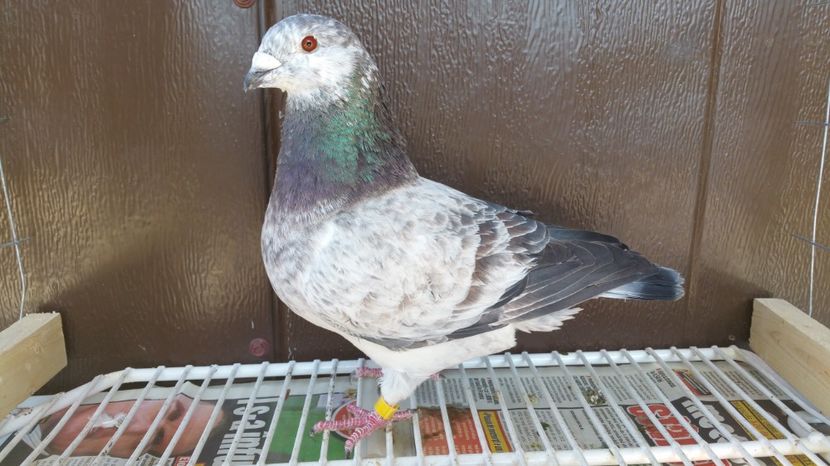 F RO 2016 1155 - Vanzare porumbei AGH maturi