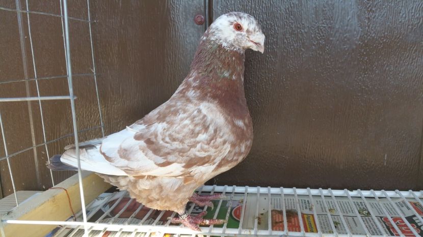 M RO 2016 1142 - Vanzare porumbei AGH maturi