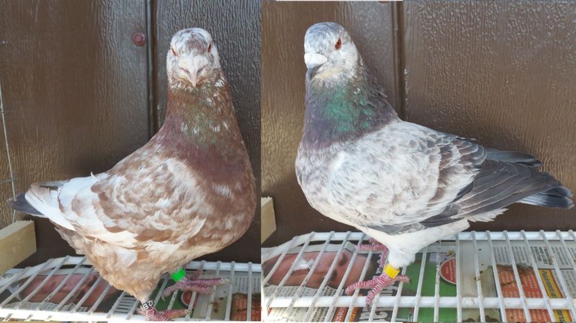 PERECHE 150 LEI - Vanzare porumbei AGH maturi